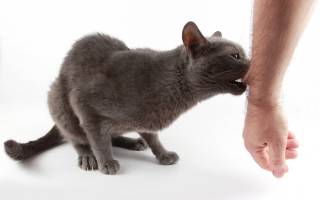 Укус кота опух палец лечение