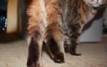 Лечение артроза у котов