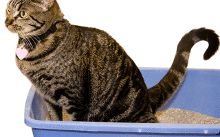 Жидкий стул у кошки причины и лечение