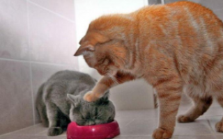 Чем лечить кота не ест