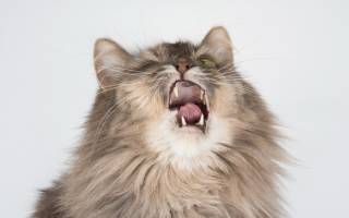 Кошка постоянно чихает причины и лечение