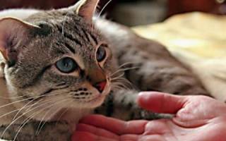 Невроз у кошек симптомы и лечение