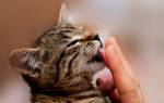 Глисты у кота симптомы лечение народными средствами