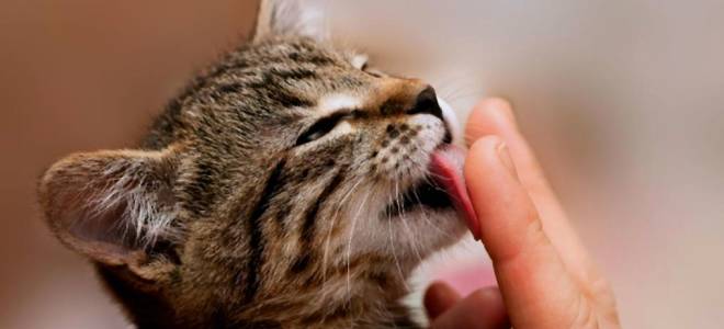 Паразиты у кошек лечение в домашних условиях