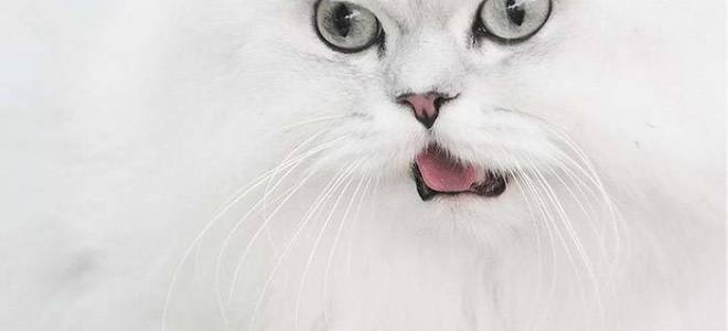 Белый кот уход