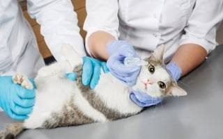 Поствирусный ринит у кошек лечение антибиотиками