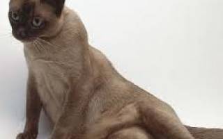 Медикаментозное лечение пиометры у кошек