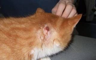 Абсцесс у кота лечение