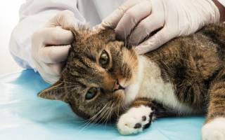 Грибок в ушах у кошки лечение