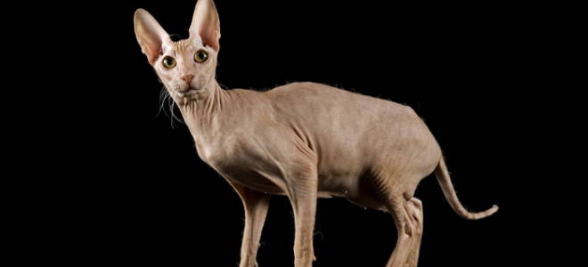 Кошки сфинксы уход и кормление