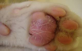 Чем лечить подушечки коту