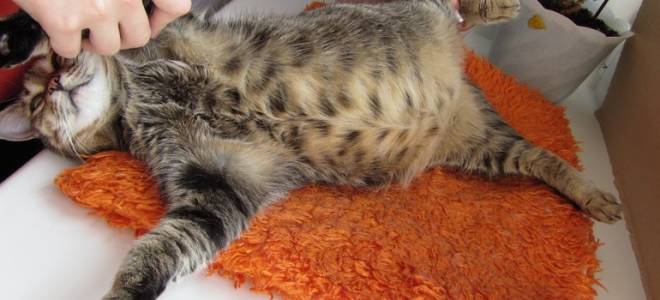 У кота мокрый перитонит способ лечения