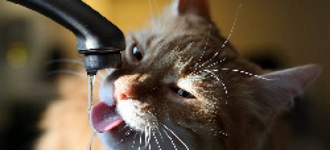 Полидипсия у кошек симптомы и лечение причины