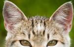 Гематома ушной раковины у кошек лечение