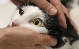 Кот желтый причины лечение