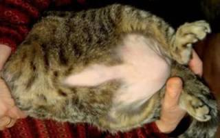Асцит у кошек симптомы и лечение