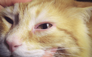 Слезотечение из глаз у кошки причины лечение