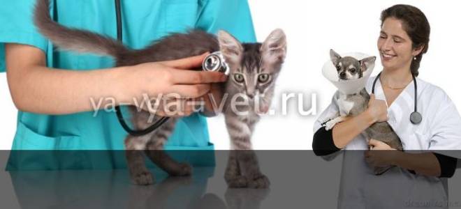 Ветеринар лечит кошку