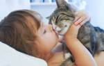 Правда ли что кошки лечат болезни людей