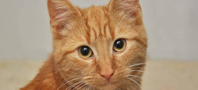 Кератит у кота симптомы и лечение