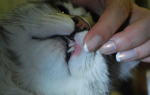 Язва якобса у кошек лечение отзывы