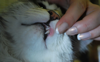 Котов лечение трофических язв