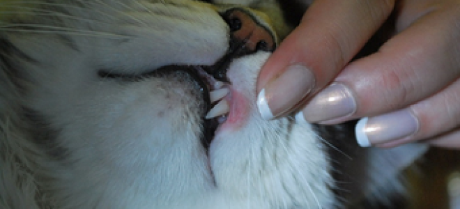 Котов лечение трофических язв