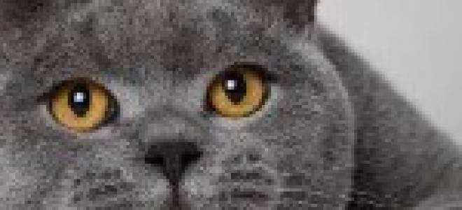 Каким цветом кошки лечат