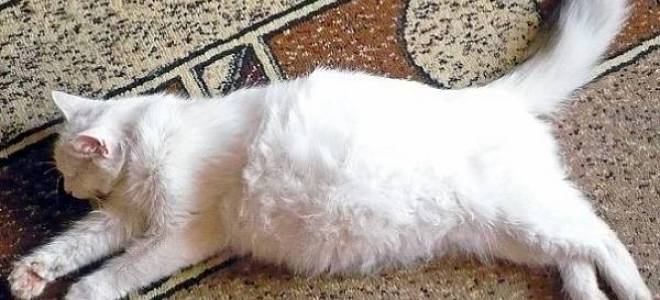 Вздутие у кошки лечение
