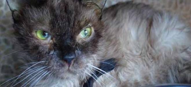 Панлейкопения у кошек прогноз лечения