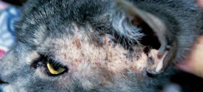 На холке у кошки болячка как лечить