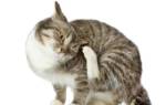 Чем лечить расчесы у кошки от блох