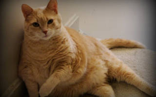 Ожирение котов лечение