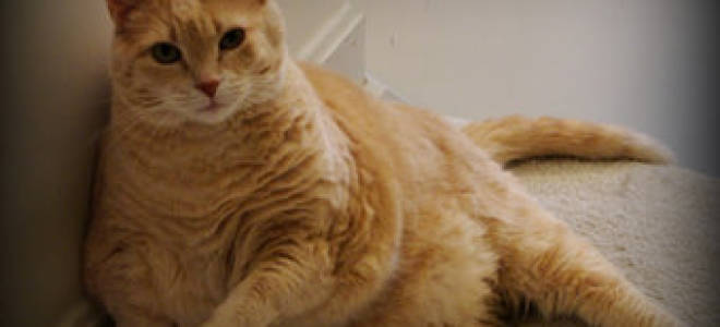 Ожирение котов лечение