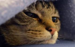 Чем лечить онкологию у кошек