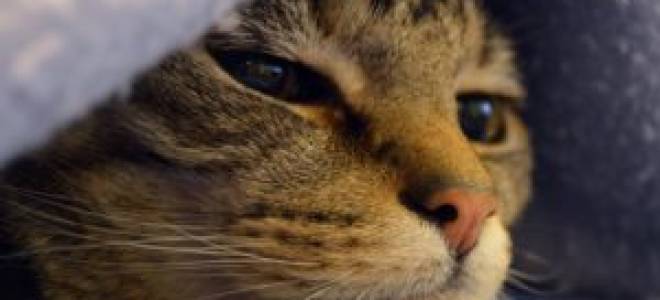 Чем лечить онкологию у кошек