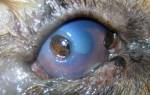 Язва глаза у кошки лечение