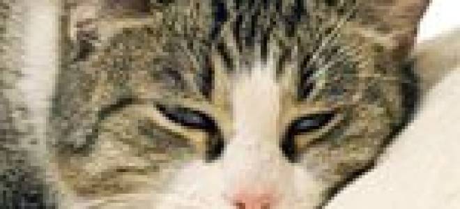 Менингоэнцефалит у кошек симптомы и лечение
