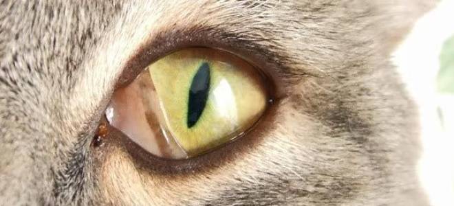 Болезни кошек третье веко