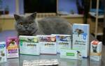 Лечение кошек дозировка