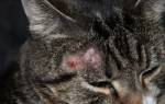 Лечение парши у кошек