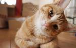 Вестибулярная у кошки лечение