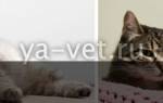 Мастопатия у кошек симптомы и лечение