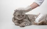 Болезнь вислоухих котов остеохондродисплазия
