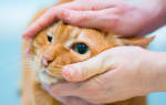 Чем лечить глаза у кошки в домашних