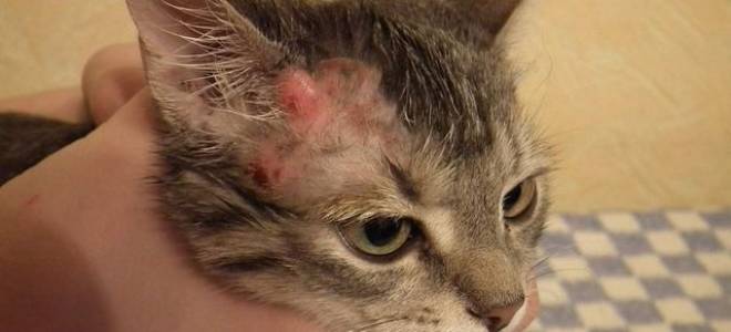Как лечить экзему у кошек
