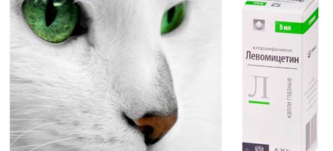 Конъюнктивит у кошек лечение человеческими препаратами