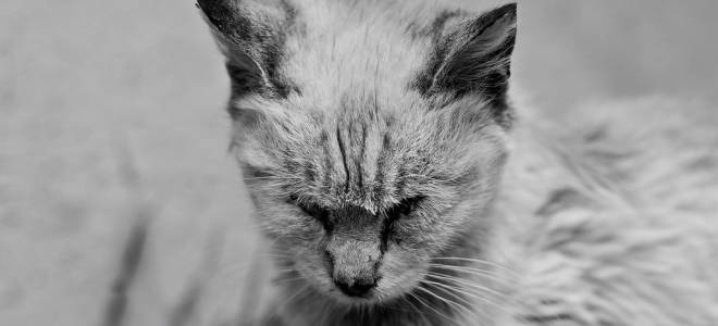 Как лечить панлейкопению у кошек