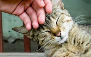Вирус иммунодефицита у кошек симптомы и лечение