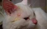 Золотистый стафилококк у кошек лечение
